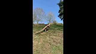 Doggy Collects All the Big Sticks || ViralHog