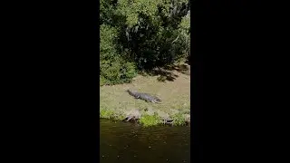 Alligator Crashes First Look at Legare Waring House Wedding
