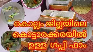 Kerala Guppy Farming | Premiumquality Guppy | Guppyfarm in kollam | Colourful Guppies | Dumboear