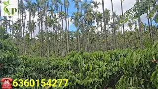 ( ID# 127) 8 Acre 23 gunta Robusta coffee estate for sale.. Near Sakleshpura..