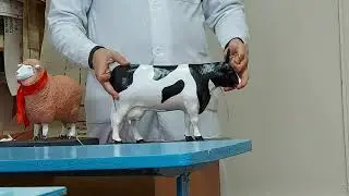 Повал лошадей 🐎 Повал по Решетняку и Модифицированный русский повал