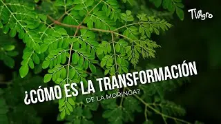&iquest;C&oacute;mo es la transformaci&oacute;n de la Moringa?   - TvAgro por Juan Gonzalo Angel