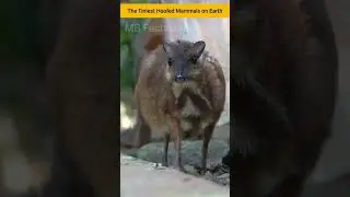 Chevrotains: The Tiniest Hoofed Mammals on Earth #shorts #shortvideo #youtubeshorts