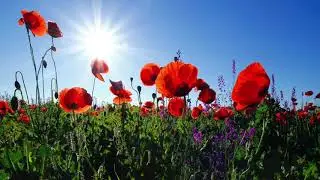 Sundown prayer  - Holy spirit hear us