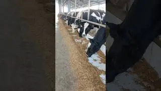 Heifers fresh feed enjoy in Dairy farm #shorts #youtubeshorts #farming #viral