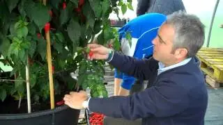 Picking 2,407 chillies off a Dorset Naga plant