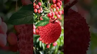 Fresh Organic Magic Lychee 🍓🍓#funny #comedy #magic #lychee #subscribe #shorts #foryou