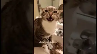 Cat tried to shave its head&hellip;