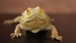 What Makes Us Unique | Josh's Frogs