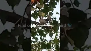 #beauty # bird