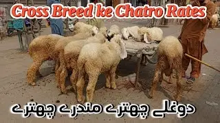 Kajlay Chatray | Mundray Chatray | Cross breed ke Chatray | Lahore Mandi | Very Reasonable Price