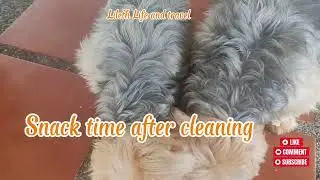 LET'S WATCH MY FUR BABIE'S YORKIES 