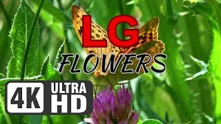LG 4K DEMO VIDEO | FLOWERS CONCEPT #LGTV #4KDemo #OLEDTechnology