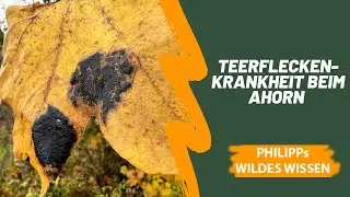 Schwarze Flecken auf Ahornbl&auml;tter - Teerflecken-Krankheit
