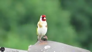 15.06.2018 Distelfink Stieglitz Goldfinch