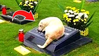 Dog Sleeps In Graveyard For 7 Years, Here's Why...