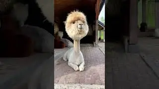A shaved alpaca | #shorts