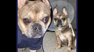 Cherry Eye Before & After Surgery | How to Fix Cherry Eye & What Prolapse Eye Lid Means in Canines🐕