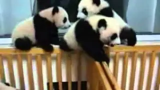 Panda babies fighting 熊猫宝宝打架