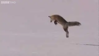 Fox Snow Dive - Yellowstone - BBC Two