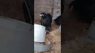 Black Heavy Cochin Fancy Hens || Business Plan & Price Poultry Info