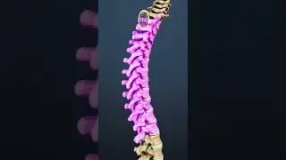 Where Do Spinal Compression Fractures Most Frequently Occur?