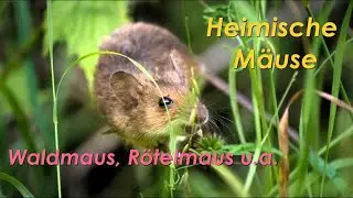 Die Lebensweise unserer heimischen Mäuse - Rötelmaus, Waldmaus und andere Mäuse