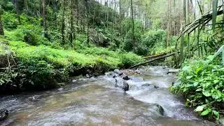 Soft river sound by soft moving forest water letting deep sleep stay smooth comfortable and quiet