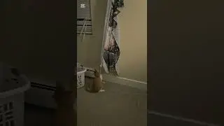 Mabel vs. The Tapestry. (1:09 🤣🤣) #cat #kittyplays #catvideos #funny #cute #funnycat #catlover