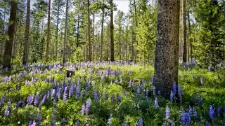 Bighorn Mountain Country - Washakie County, Wyoming, gateway to Wyoming's Bighorn Mountains.