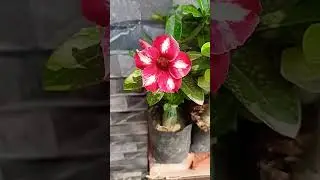 Adenium new colour flower small size very cute #desertrose #shorts 🙏❤️🌱