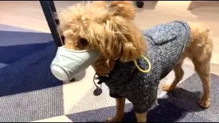 Pet Mask for Dogs | Anti-Pollution, Viruses, Dust, Bacteria, Covid19, Smoke protection for your pet.