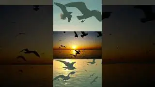 AMAZING ANIMAL FACT#youtube #youtubeshorts #ytshorts