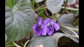 Cuidados de la Viola odorata - Violeta de Olor - Violeta Común - Violeta Salvaje  - Violetones