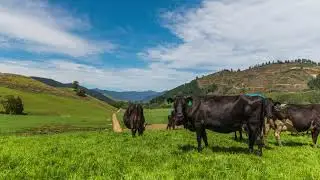 212 Ronga Road - Rai Valley Marlborough - Productive and progressive dairy farm