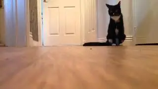 Millie The 3 Legged Cat