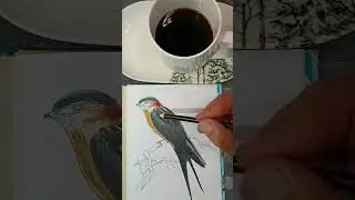 🌲🪹Red-rumped 💚Swallow🐦‍⬛🌿#artanimalier#animali#vogel#kunst#birds#art#oiseaux#wildlife#coloreando🌺