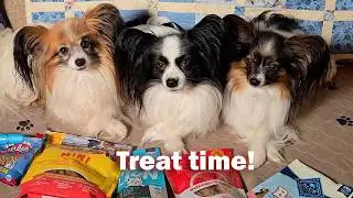 How three Papillon dogs react at treat time
