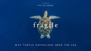 Fragile - Why Turtle Hatchlings Need The Sea