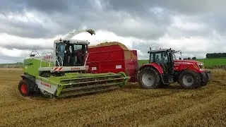 Cumbrian Silage - Wholecrop Silage with Claas Jaguar 890 & Masseys - Silage 2019