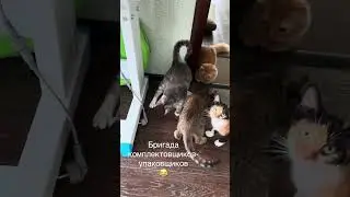 Изделие по всем нормам проверено, упаковано и утаскано😂❤️🇧🇾🐈