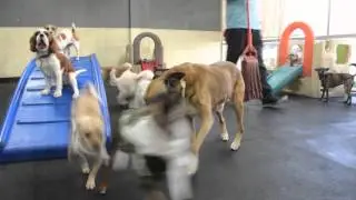 Paws Rescue -- How We Came to Be!