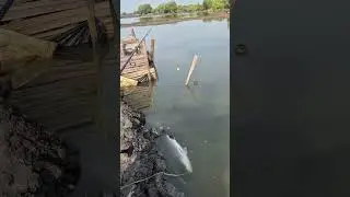 😁seru x mancing d. tambak #mancingmantap #fishing #angler #mancingkakap