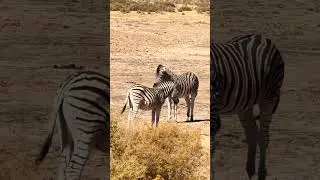 South Africa safari, the big5 
