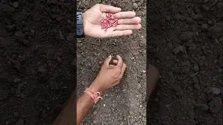 I am sowing cowpea seeds #nature #farming #cowpeaplants #shorts