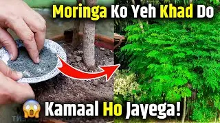 Best Fertilizer for Moringa (Sahjan) Plant | Fast Growth Tips!
