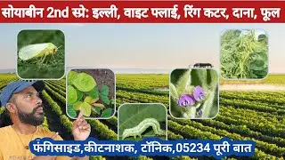 सोयाबीन दूसरा स्प्रे | Soyabean me fungicide, kitnashak, height jyada or 05234 | #soyabeankikheti