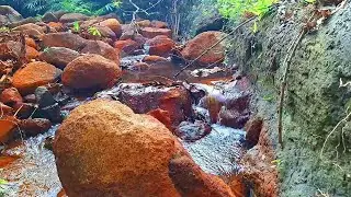Enchanting Forest Sounds, Majestic Birdsong And Gentle Stream, Nature's Harmony