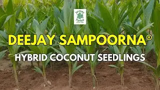 🌴Explore the Benefits of Deejay Sampoorna&reg; Coconut Palms!🌴 #deejaysampoorna #coconut #farming