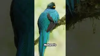 &iquest;Quetzal Quest! &iquest;Feathers So Rare, Can Their Colors Leave You Staring in Despair? 🦜🌈 #QuetzalFacts